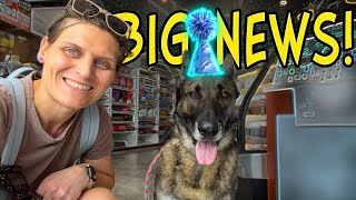 ENZO'S BIRTHDAY! - Plus Exciting Announcement | German Shepherd Life Vlog by That Enzo and Lotus 3,843 views 10 months ago 10 minutes, 25 seconds