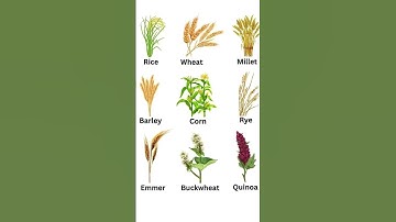 Crop name,, vocabulary,,word meaning