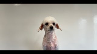 Matted Poodle shave down with commentary | Dog Grooming by Go Fetch Grooming 988 views 1 year ago 1 hour