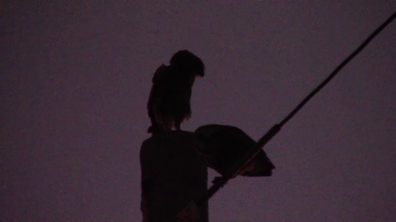 O Que Significa Coruja Cantando A Noite