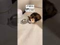 ごはん #ねこ #かわいい #cat #ねこのいる生活 #ねこ好き #癒し #猫 #cat #猫動画 #癒される #保護猫 #三毛猫