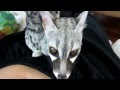 My Genet  (Genetta genetta