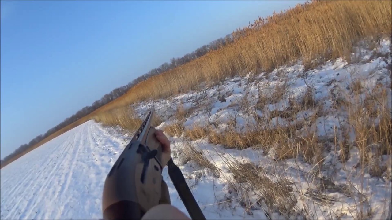 Охота на шакала в станице Староминской