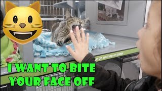 I Want to Bite Your Face Off 😺 (WK 350.3) | Bratayley