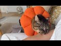 不器用な甘えん坊猫がテンション上がりすぎてまさかのこうなっちゃいました…