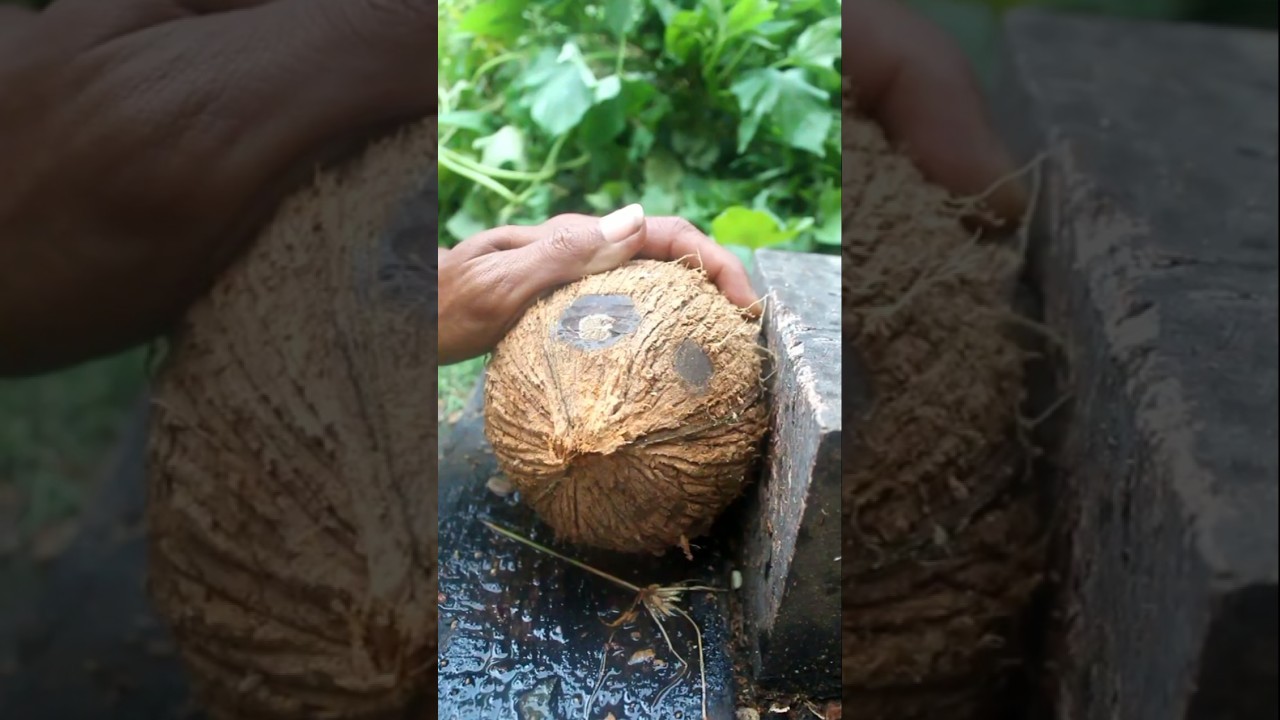 Thick coconut meat