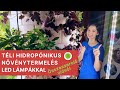 Téli hidropónikus növénytermesztés LED lámpákkal // Összeszerelő videó