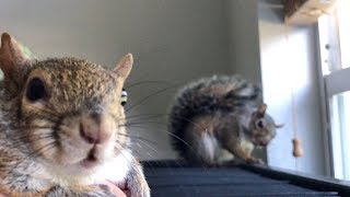 Who's the Boss: Seymour or Sabrina? 4 Clips in 1- Watch and Find Out! 🤔😂 Who's the Boss: Seymour or Sabrina? 4 Clips in 1- Watch and Find Out! 🤔😂