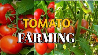 How to Grow Tomatoes| Tomato Farming Tomato Cultivation| Complete Informations crops informationpk