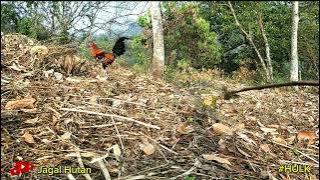 PERTARUNGAN PIKAT AYAM HUTAN RAKSASA/SUARA ORI MUDA SERASA SEPERTI ORI KEPALA 3//AHMJ//KASINTU