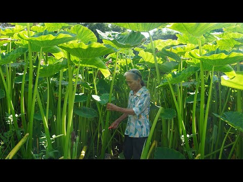 比人還高的芋苗，有人丟它餵豬餵鴨，有人餐餐送粥是它｜Grandma uses taro leaves to make traditional Chinese food｜广西 美食 玉林阿婆