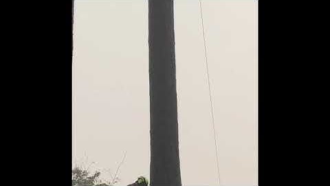 Apex Tree Experts Gig Harbor