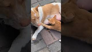 a dog breast feeding a catfunny short