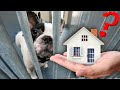 Letting a Homeless Dog Design their New Home!