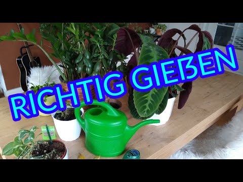 Video: Richtiges Gießen Von Zimmerpflanzen