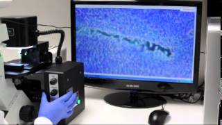 Real-Time Rat Brain Tissue Picking using KuiqpicK