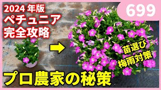 【2024年度版】プロ農家が教えるペチュニア完全マニュアル　ｂｙ園芸チャンネル 699 園芸 ガーデニング 初心者