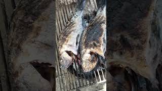 tilapia grill fish shorts viral jordanmixvlogs