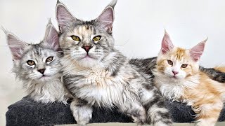 Happy Kittens Purr Super Loud! by Maine Coon Kittens 9,563 views 2 months ago 4 minutes, 44 seconds