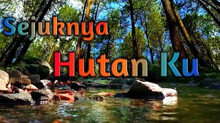 Keindahan Hutan Pinus || Hidup di hutan