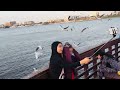 Amazing dubai creek harbour sea birds feeding view  sea birds dubai creek sanjitmanoharvlogs