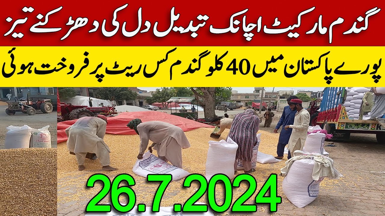 New Gundam rate today in Punjab Pakistan 2024 || Wheat rates - YouTube