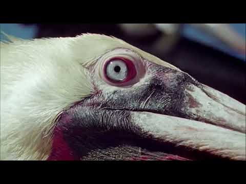 Твои весёлые друзья зверята Молотоголовая акула