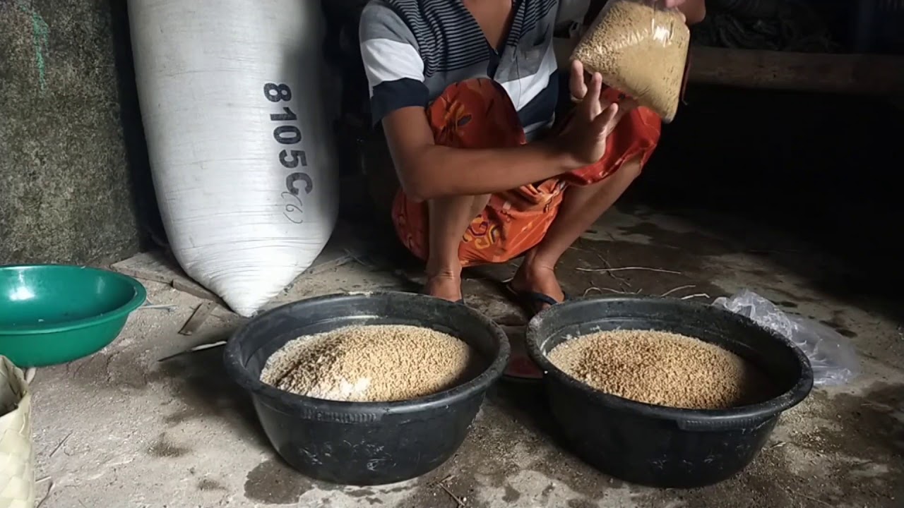 Pemberian pakan pada ternak bebek petelur part 6 