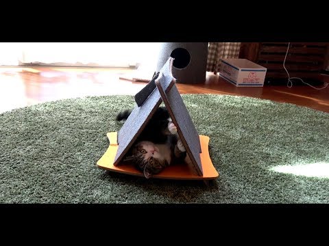 猫藓 三角爪とぎとまるとはな2。-Triangle scratching board and Maru&Hana2.-