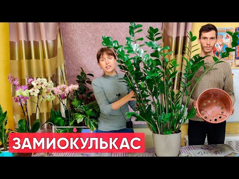 Пересадка большого замиокулькаса. Какой горшок и грунт выбрать для пересадки