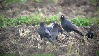 2009 11 18 ハヤブサとカラス 2009 11 18 ハヤブサとカラス