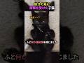 自分の足に衝撃を受けた子猫#猫 #猫動画 #猫のいる暮らし