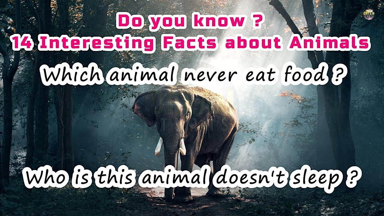 Interesting Facts about Animals | Interesting GK | General Knowledge |  Interesting and Unknown facts - YouTube