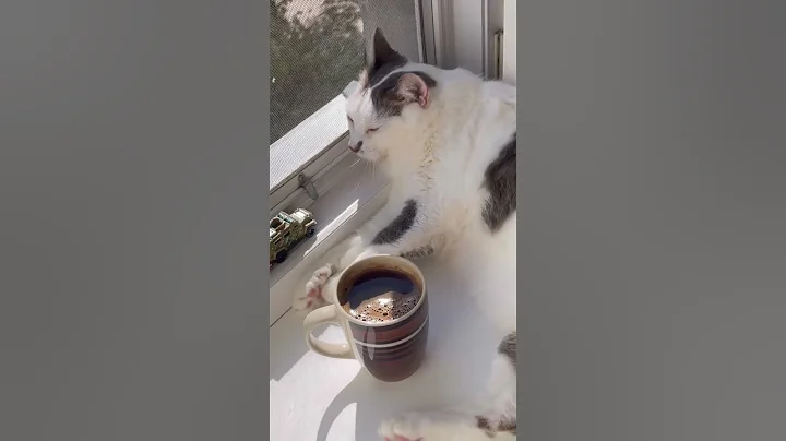 Video 11193931: cat cute sweet, funny cat