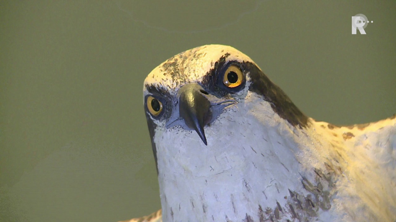 Verwonderlijk Vogels levensecht namaken met papier-maché - YouTube AY-38