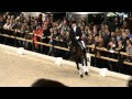 KWPN stallion Wonderboy (Ramon x Nimmerdor) at KWPN Stallion Selection 2011, &#39;s-Hertogenbsoch