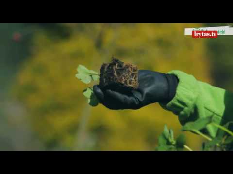 Video: Balta Braškių Lapų Dėmė