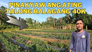 Download Lagu PINAKYAW ANG ATING TALONG SA HALAGANG 40K PUMAYAG BA TAYO OR HINDI MP3 Download Lagu PINAKYAW ANG ATING TALONG SA HALAGANG 40K PUMAYAG BA TAYO OR HINDI MP3