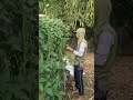 Smart farmers harvest peanuts with abundant yields-Agriculture farming #shorts