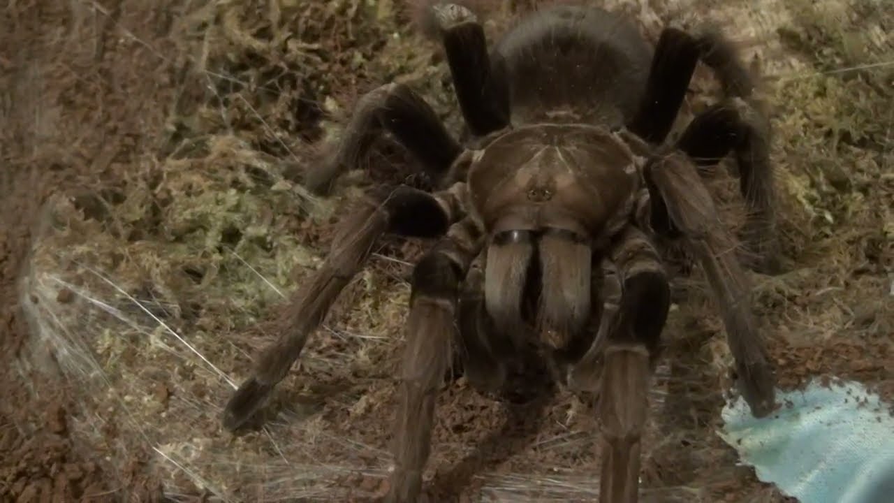 Mosag trip lines - Pamphobeteus sp. mascara