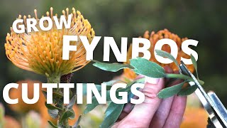 Growing Protea Cuttings Into a Profitable Business screenshot 1