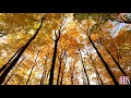 &quot;Relaxing Piano&quot; Meditation Music, Healing Music, Relax Mind Body &amp; Soul