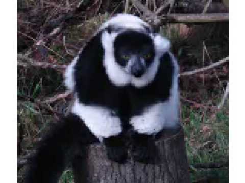 poetry animal ada the lemar lessons of the heart youtube lemars animal