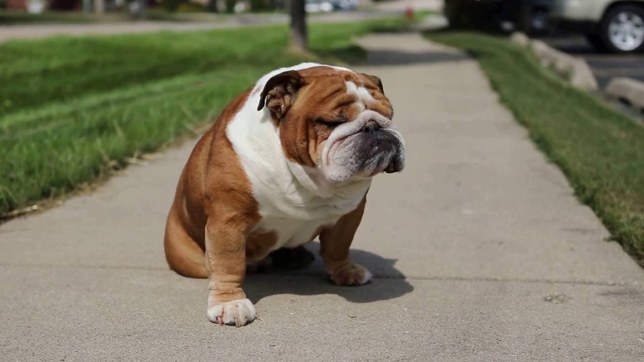 Teddy the English Bulldog Daydreaming 