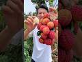 Sweet kulen fruit garden and fresh eating #2026 #fruit #yummy #shorts #agriculture