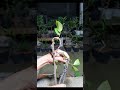 tạo dáng bonsai 1