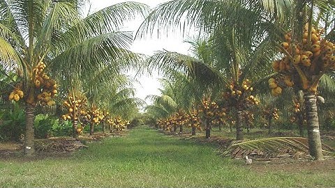 The space of coconut planting, Planting system spacing - coconut crops