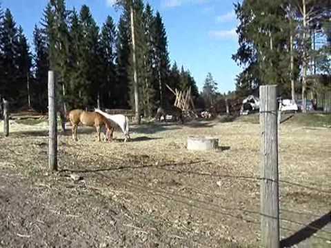 Video: Finnhorse Horse Ras Allergene, Gesondheid En Lewensduur