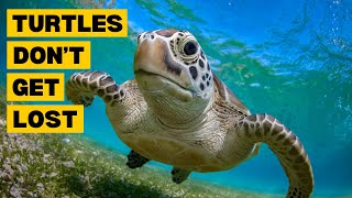 10 Interesting Facts About TURTLES by Planet of Predators 479 views 3 months ago 3 minutes, 26 seconds