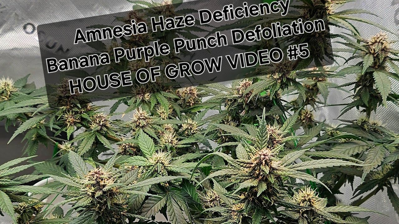 Amnesia Haze Deficiency, Banana Purple Punch gets Defoliated House of grow Video #5